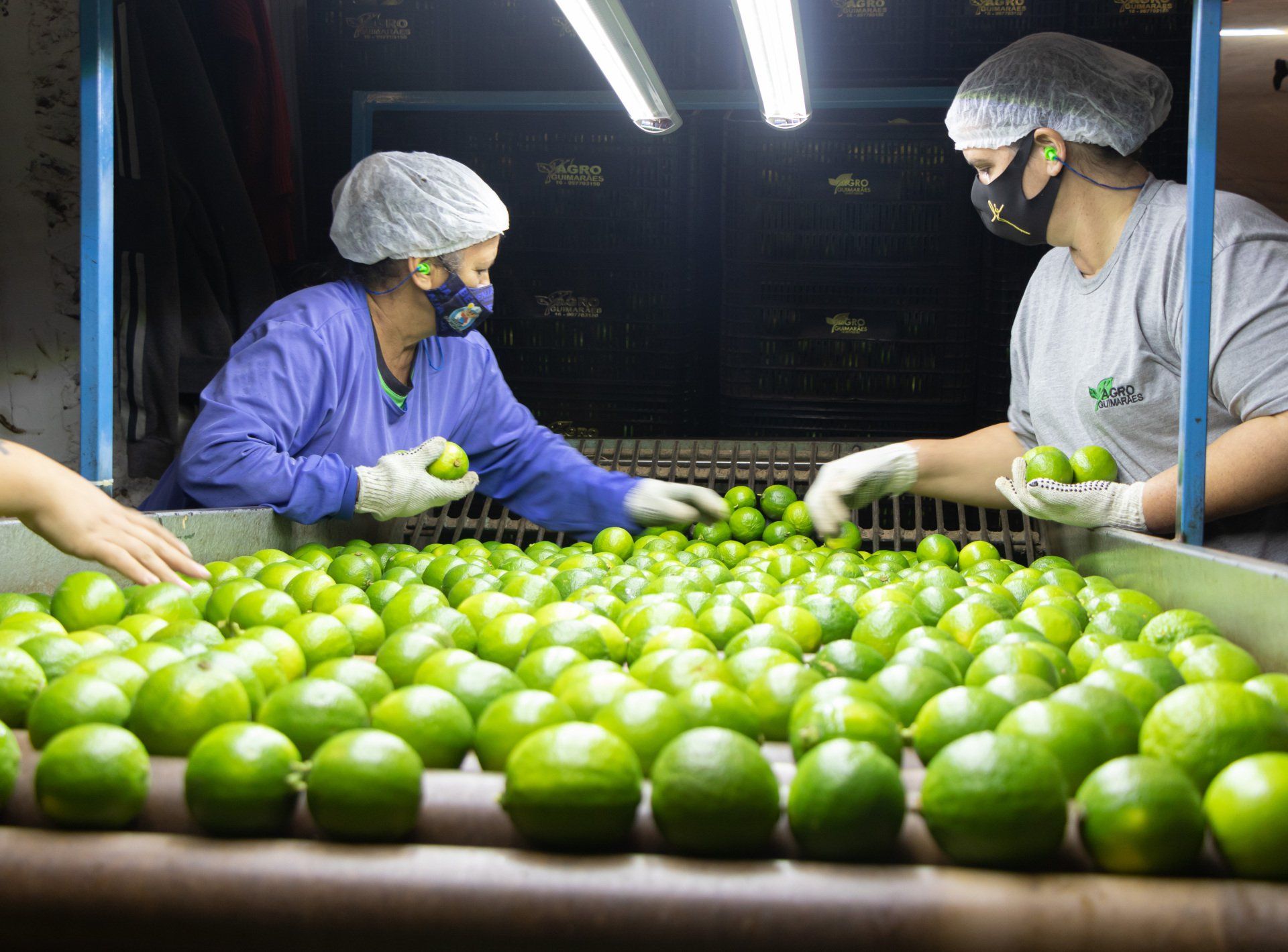 AVM Fresh Fruits — Quality from farm to table