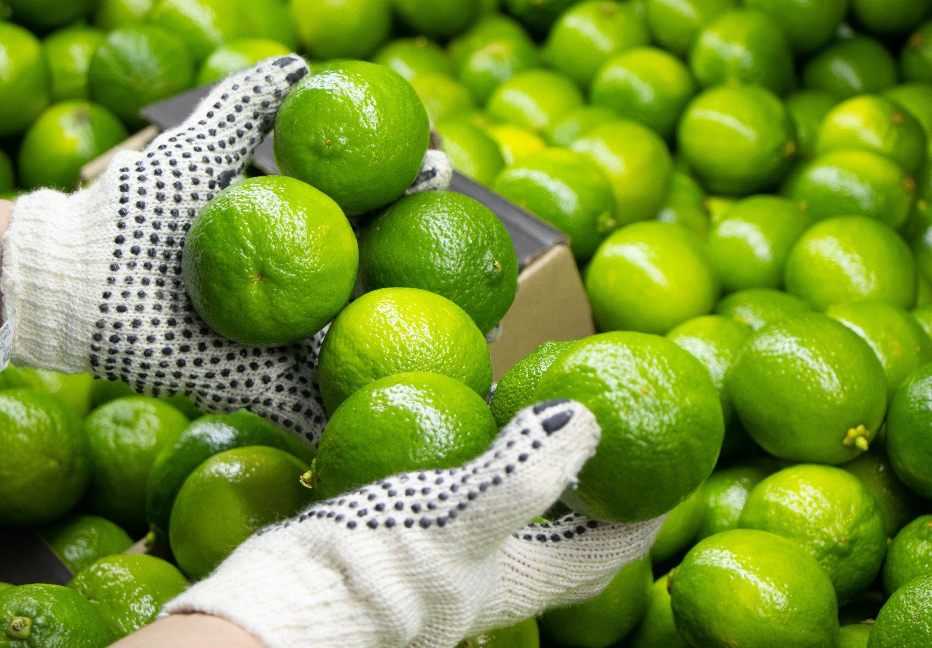 AVM Fresh Fruits — Quality from farm to table