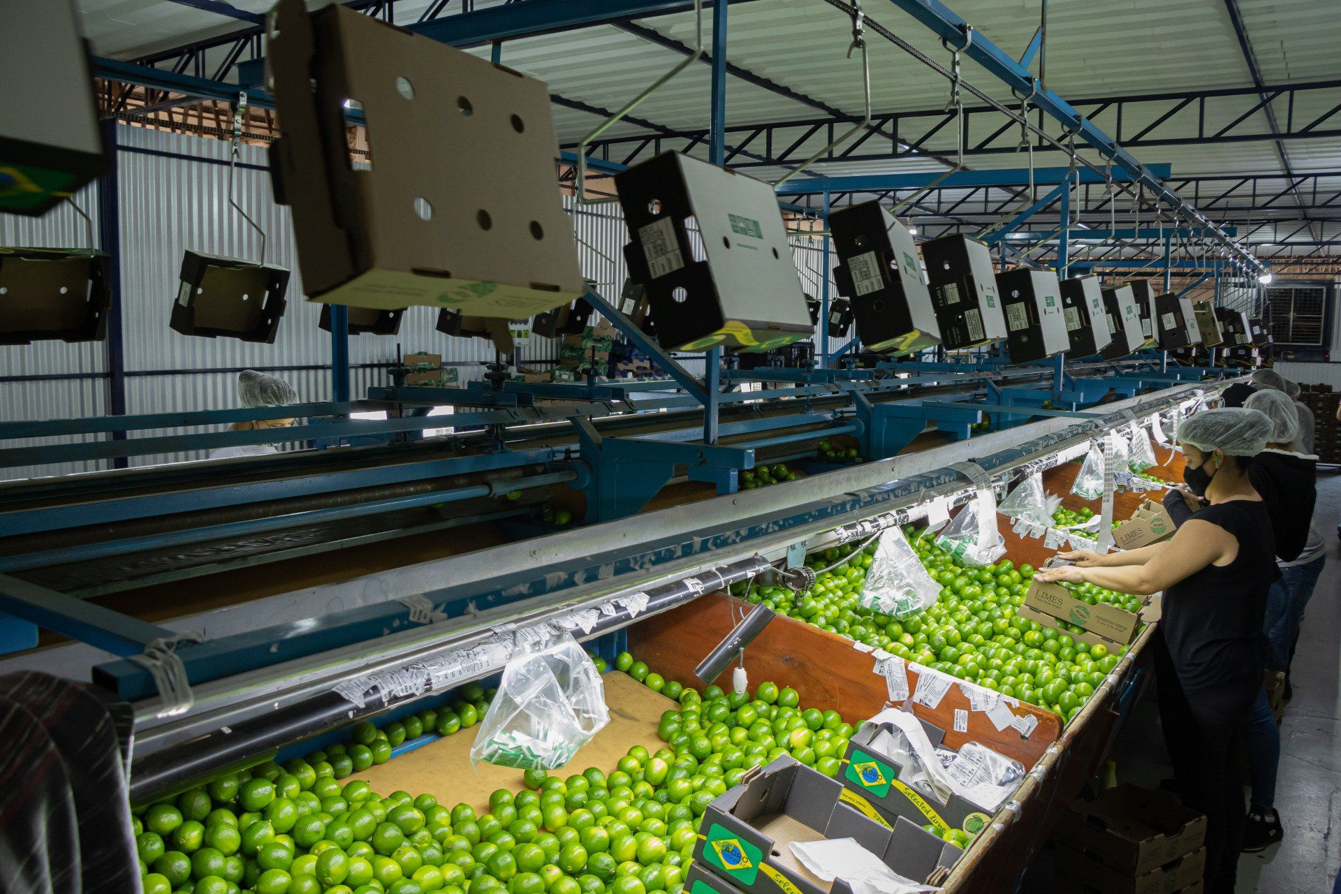 AVM Fresh Fruits — Quality from farm to table
